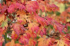 日本枫树红枫叶摄影图片